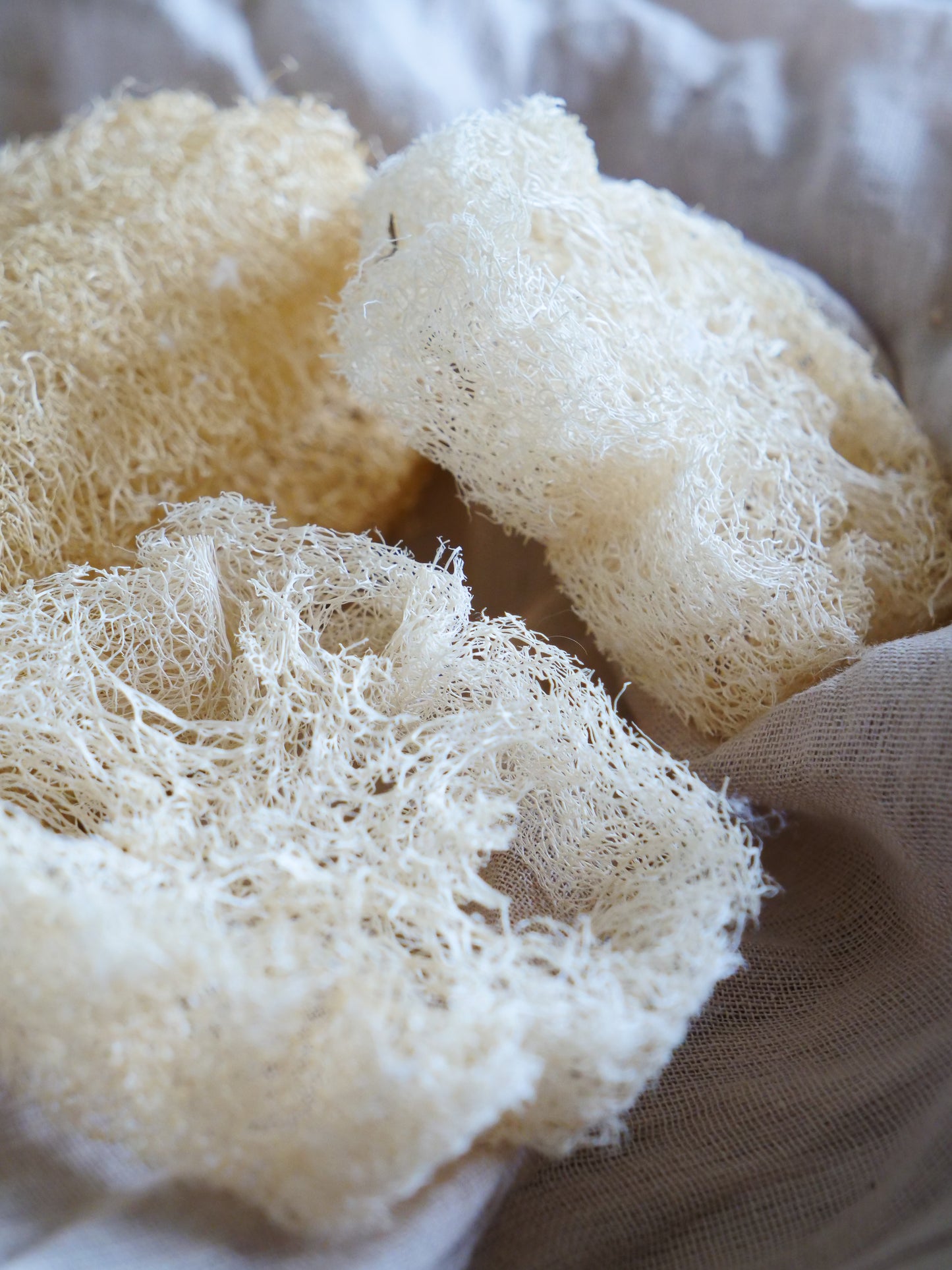 Raw loofah with cordon