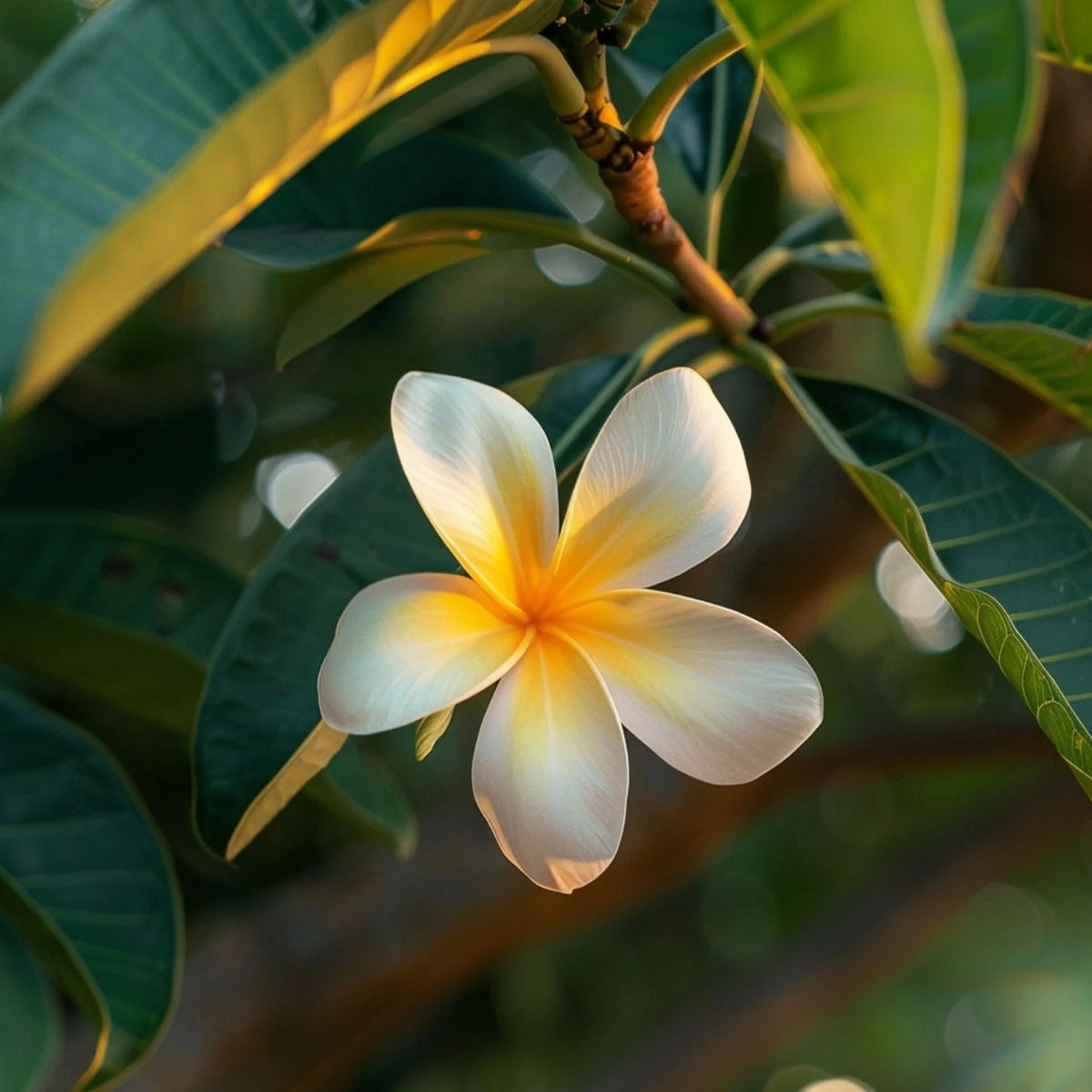 Hand Cream Monoï de Tahiti - Very Dry Skin