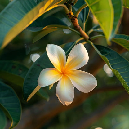 Hand Cream Monoï de Tahiti - Very Dry Skin